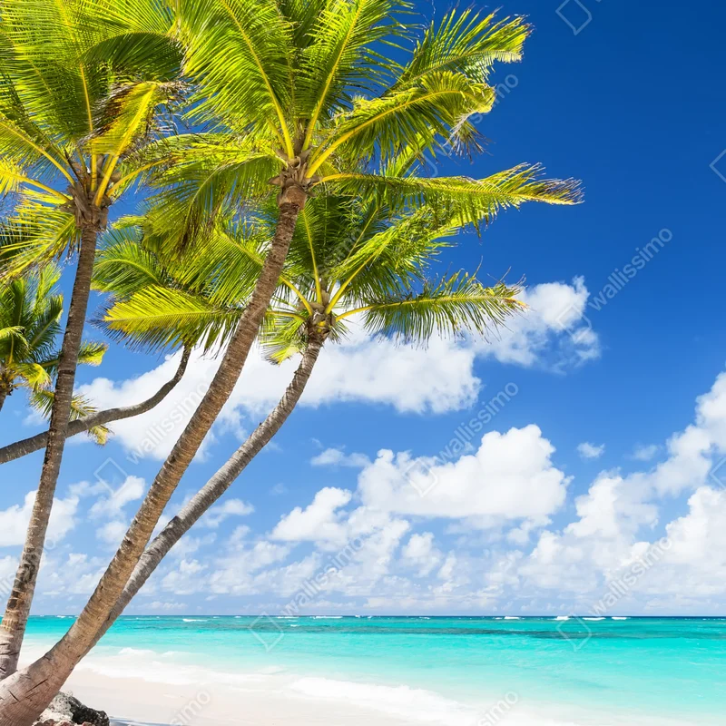 Fensteraufkleber tropischer palmstrand in Punta Cana Fensteraufkleber tropischer palmstrand in Punta Cana