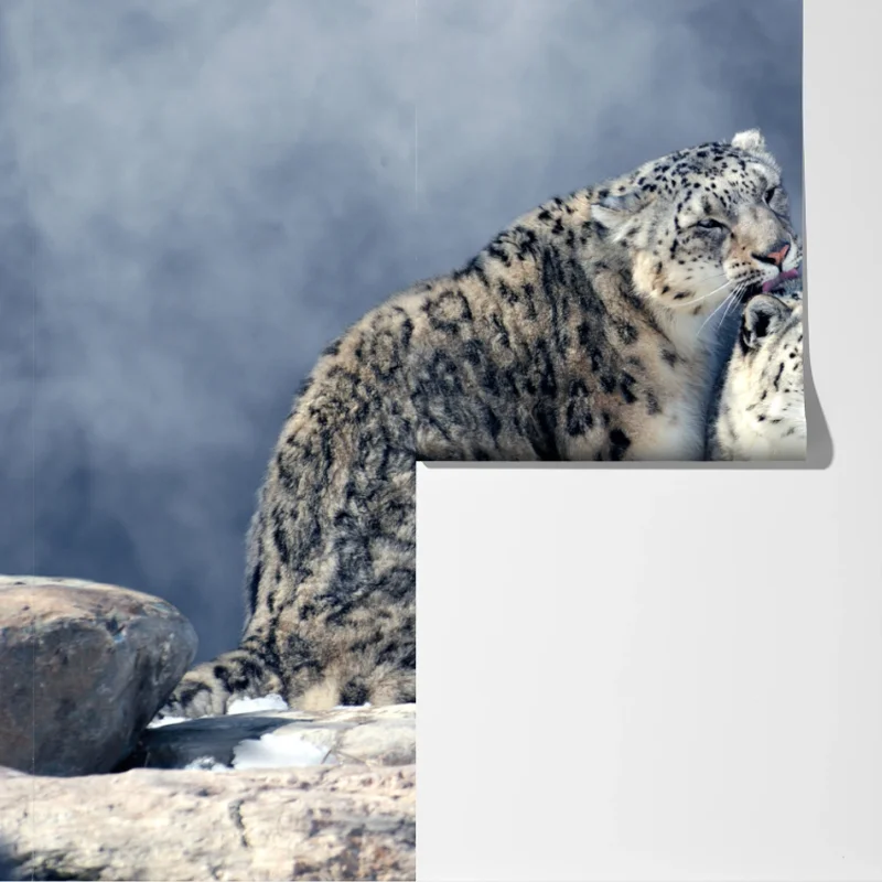 Fototapeta majestatyczne pantery śnieżne w zimie Fototapeta majestatyczne pantery śnieżne w zimie