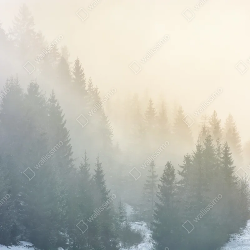 Fototapeta mglisty las świerkowy o wschodzie słońca Fototapeta mglisty las świerkowy o wschodzie słońca