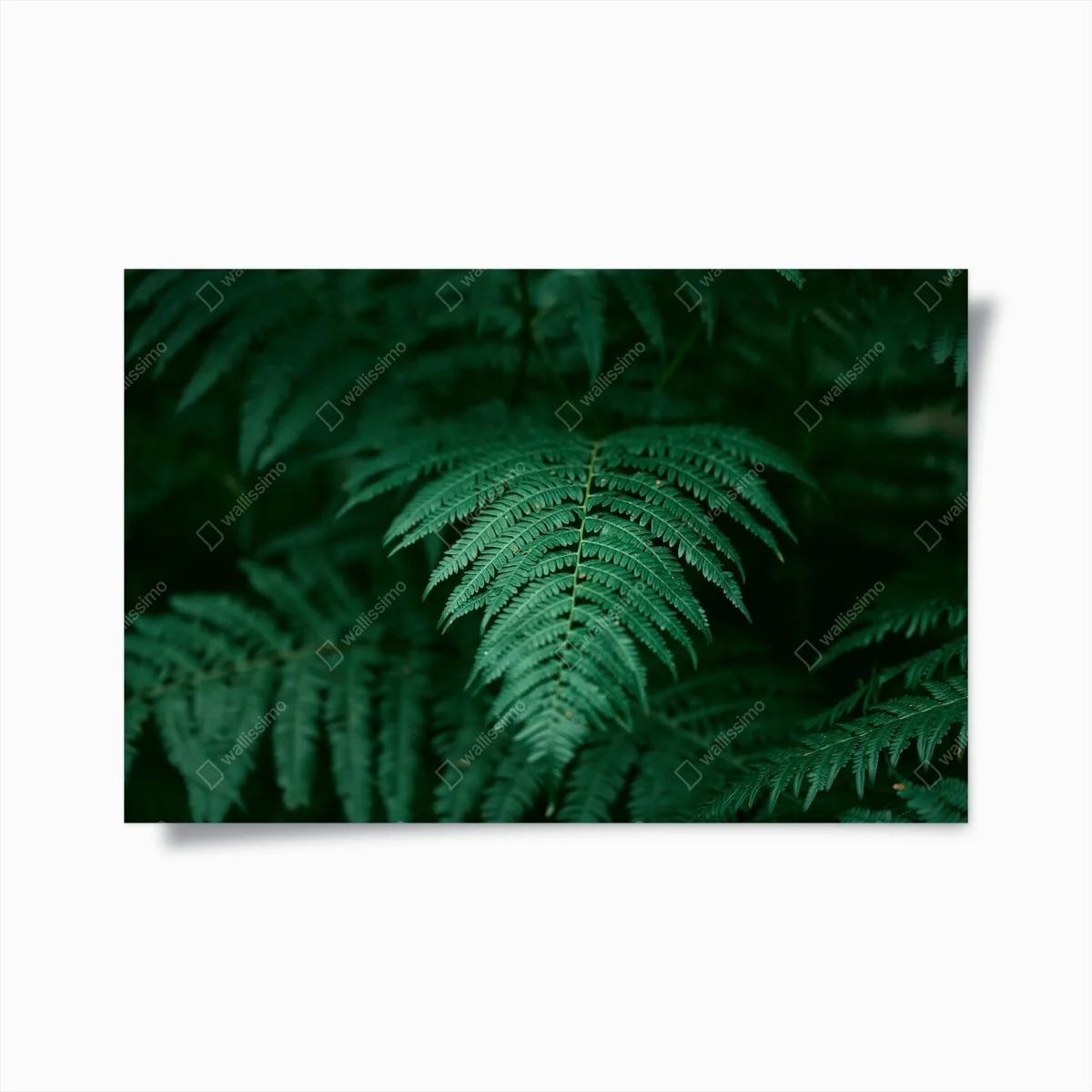 Poster Schöne grüne Farne im Wald. Ein Hauch von Natur. Natürlicher Hintergrund. • Poster bei Wallnifity® Poster Schöne grüne Farne im Wald. Ein Hauch von Natur. Natürlicher Hintergrund. • Poster bei Wallnifity®