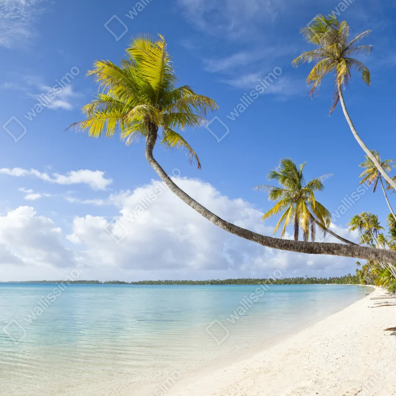 Fototapete tropischer türkisblauer strand mit geneigter palme Fototapete tropischer türkisblauer strand mit geneigter palme