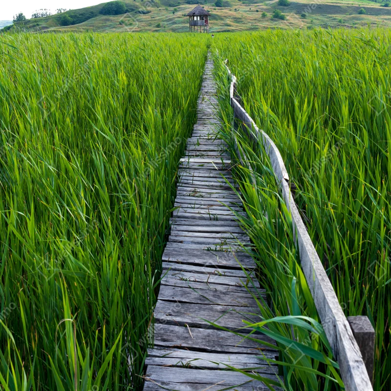 Fensteraufkleber ruhiger grüner steg durch schilfland zur rustikalen hütte Fensteraufkleber ruhiger grüner steg durch schilfland zur rustikalen hütte