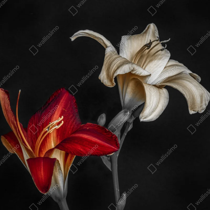 Leinwandbild dramatische rote und cremefarbene lilien auf schwarzem hintergrund Leinwandbild dramatische rote und cremefarbene lilien auf schwarzem hintergrund