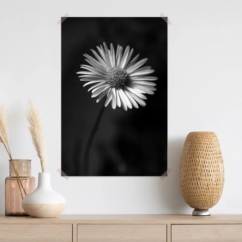 Poster monochromes gänseblümchen nahaufnahme Poster monochromes gänseblümchen nahaufnahme