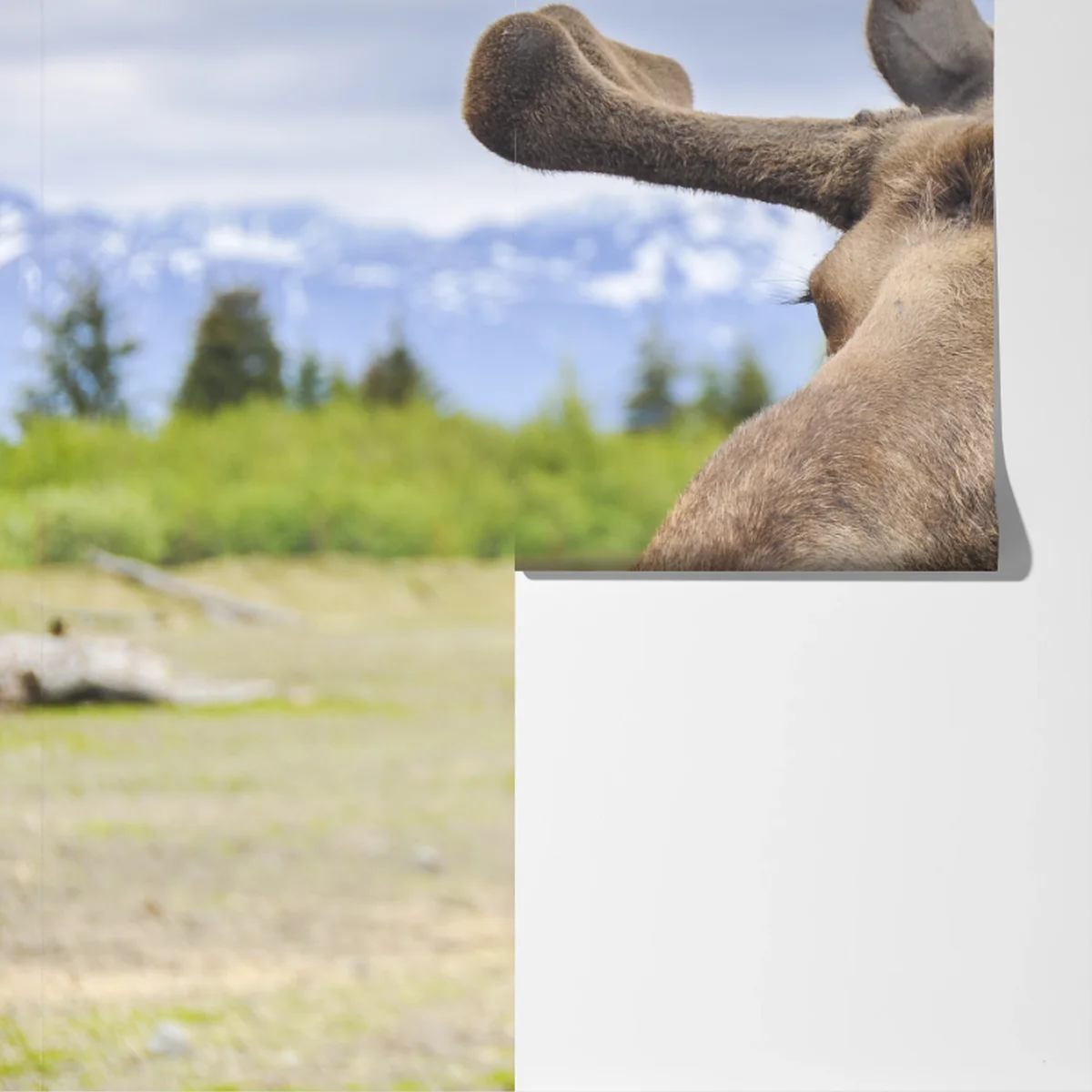 Fototapete majestätisches elchporträt in freier natur Fototapete majestätisches elchporträt in freier natur