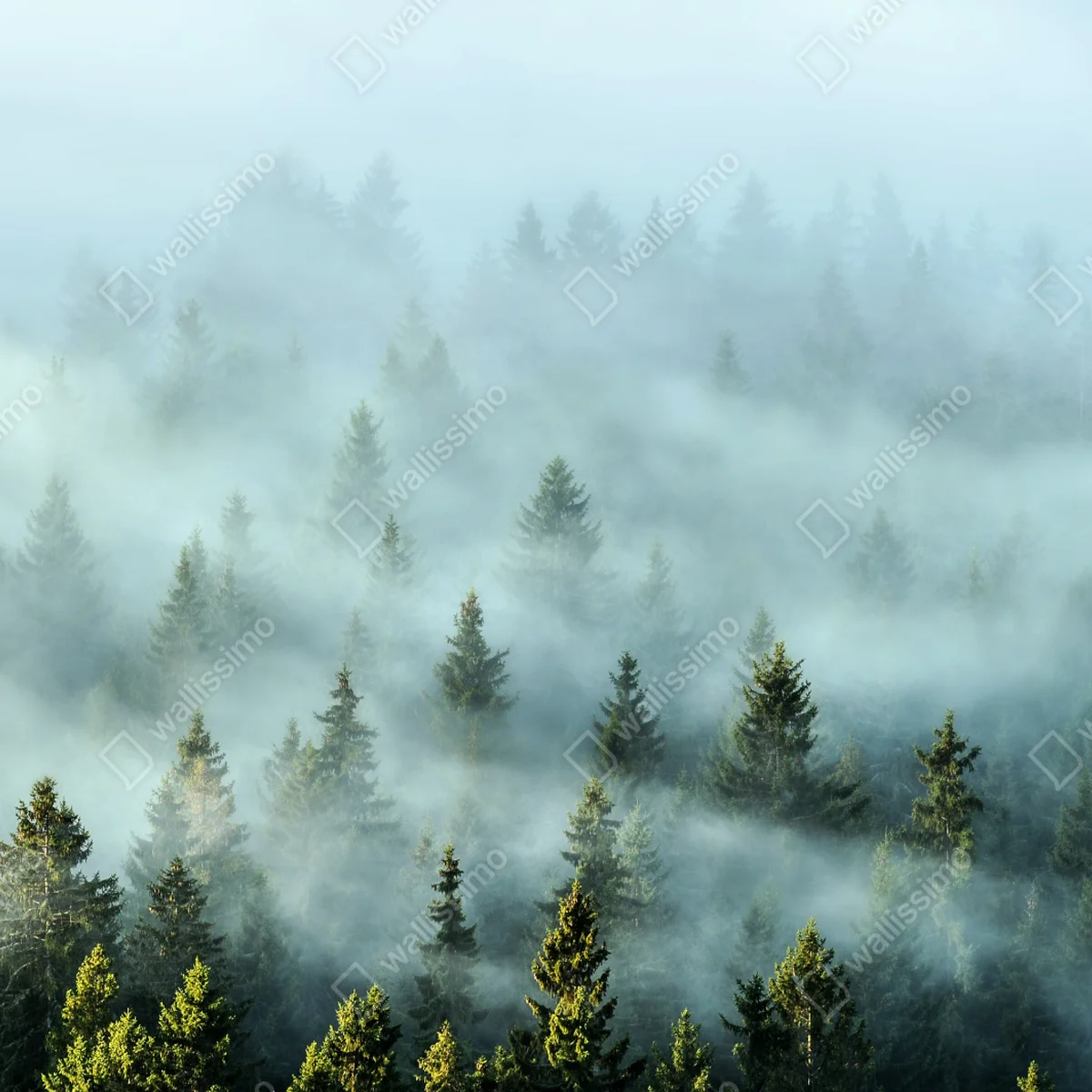 Repositionierbarer Aufkleber nebliger fichtenwald am morgen Repositionierbarer Aufkleber nebliger fichtenwald am morgen