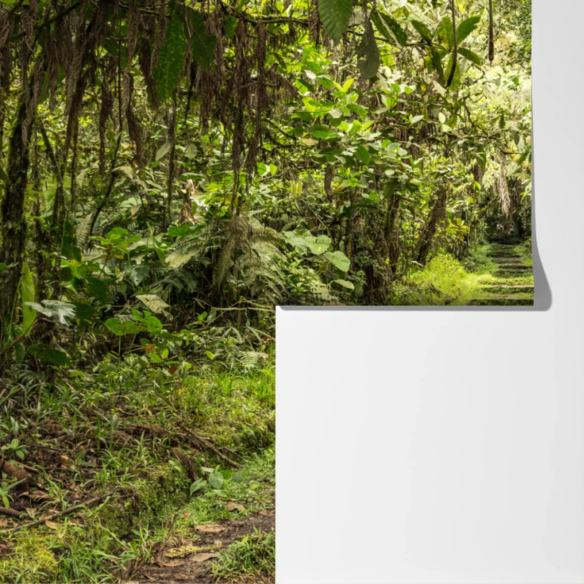 Fototapete pfad durch üppigen dschungel Fototapete pfad durch üppigen dschungel