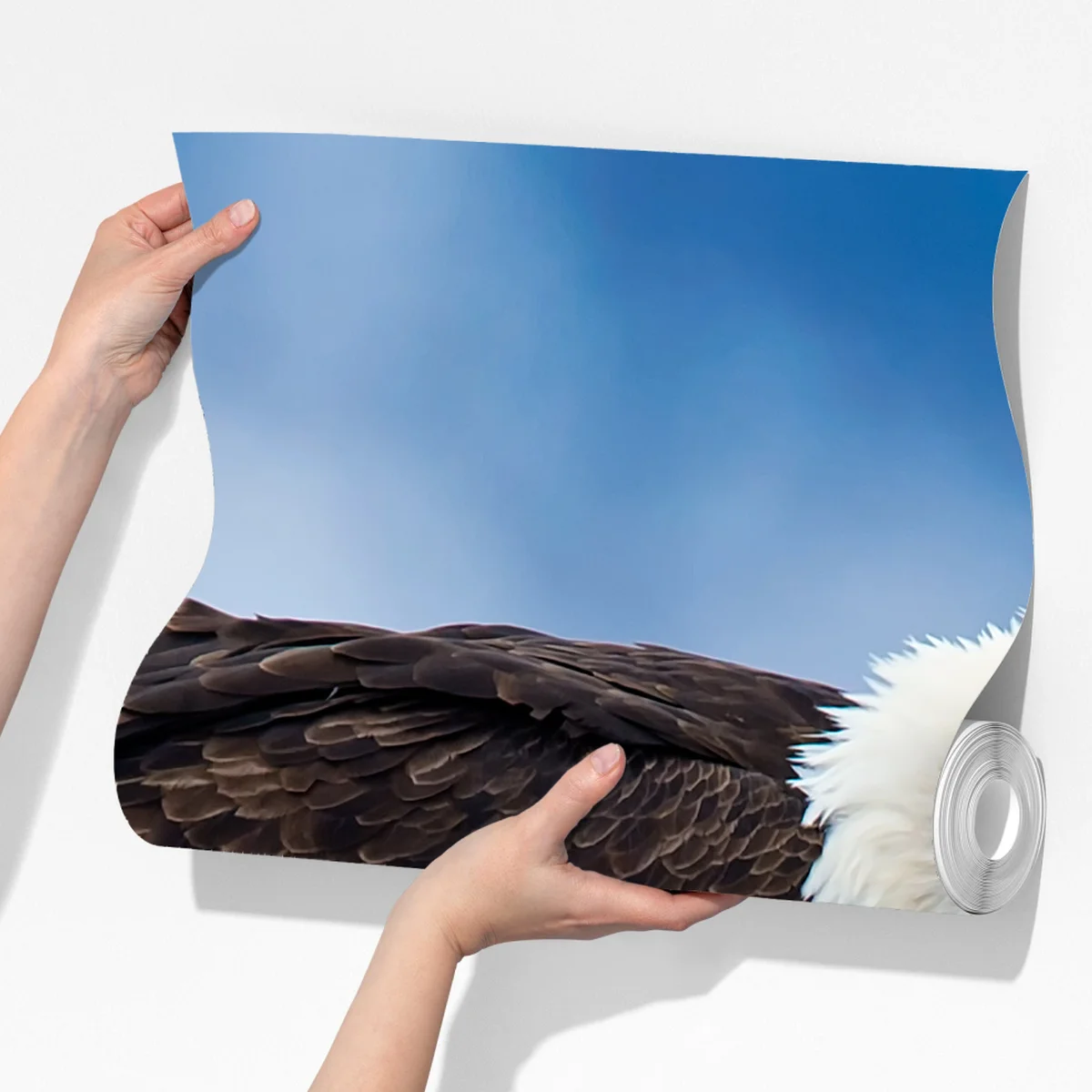 Fototapeta majestatyczny bielik portret Fototapeta majestatyczny bielik portret