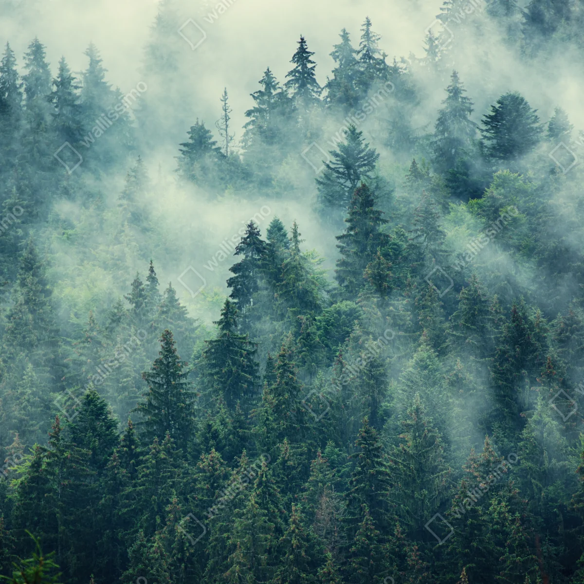 Poster nebeliger immergrüner wald • Poster bei Wallnifity® Poster nebeliger immergrüner wald • Poster bei Wallnifity®