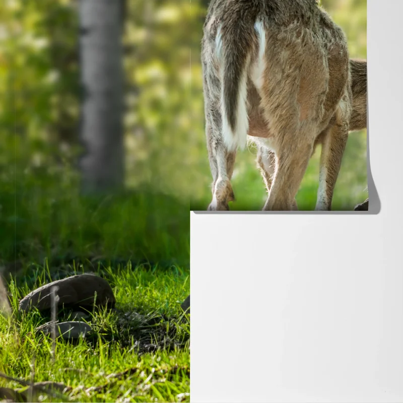 Fototapeta jeleń z cielakiem w zielonym lesie Fototapeta jeleń z cielakiem w zielonym lesie