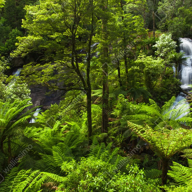 Poster Wilder Wald • Poster bei Wallnifity® Poster Wilder Wald • Poster bei Wallnifity®