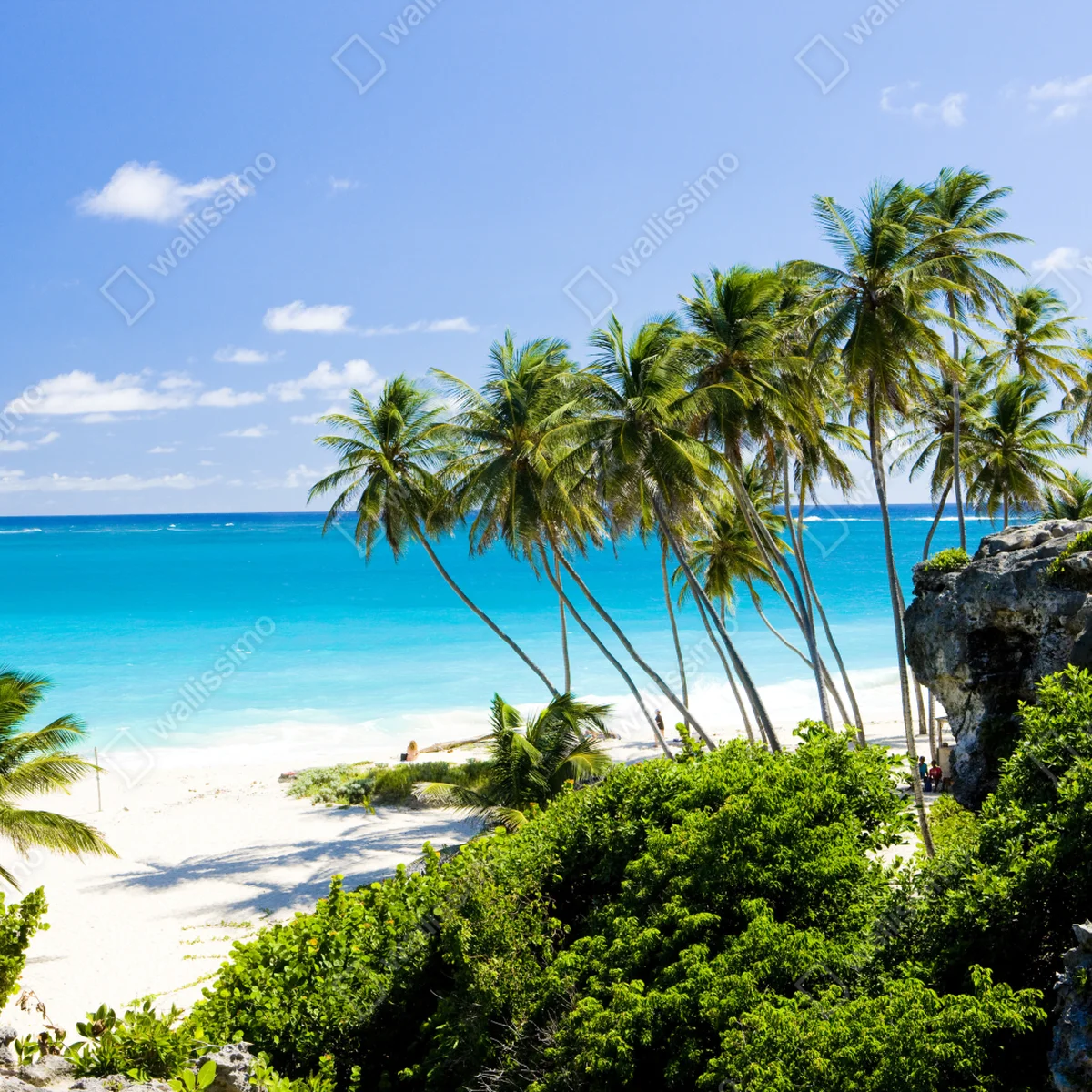 Leinwandbild Bottom Bay palmenstrand, Barbados Leinwandbild Bottom Bay palmenstrand, Barbados