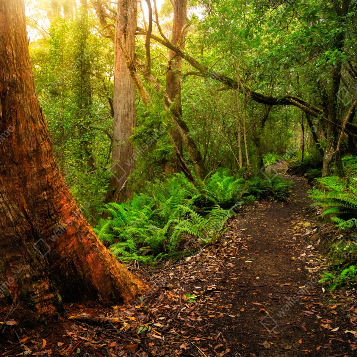 Fototapete urwaldpfad in Tasmanien Fototapete urwaldpfad in Tasmanien
