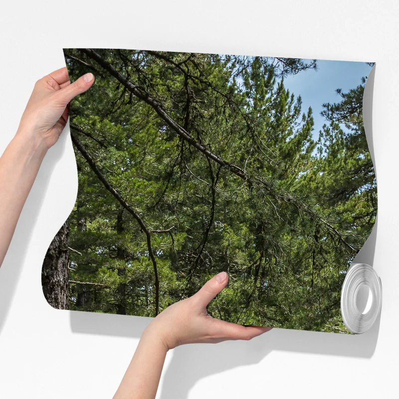 Fototapeta spokojna ścieżka leśna wśród bujnej zieleni Fototapeta spokojna ścieżka leśna wśród bujnej zieleni