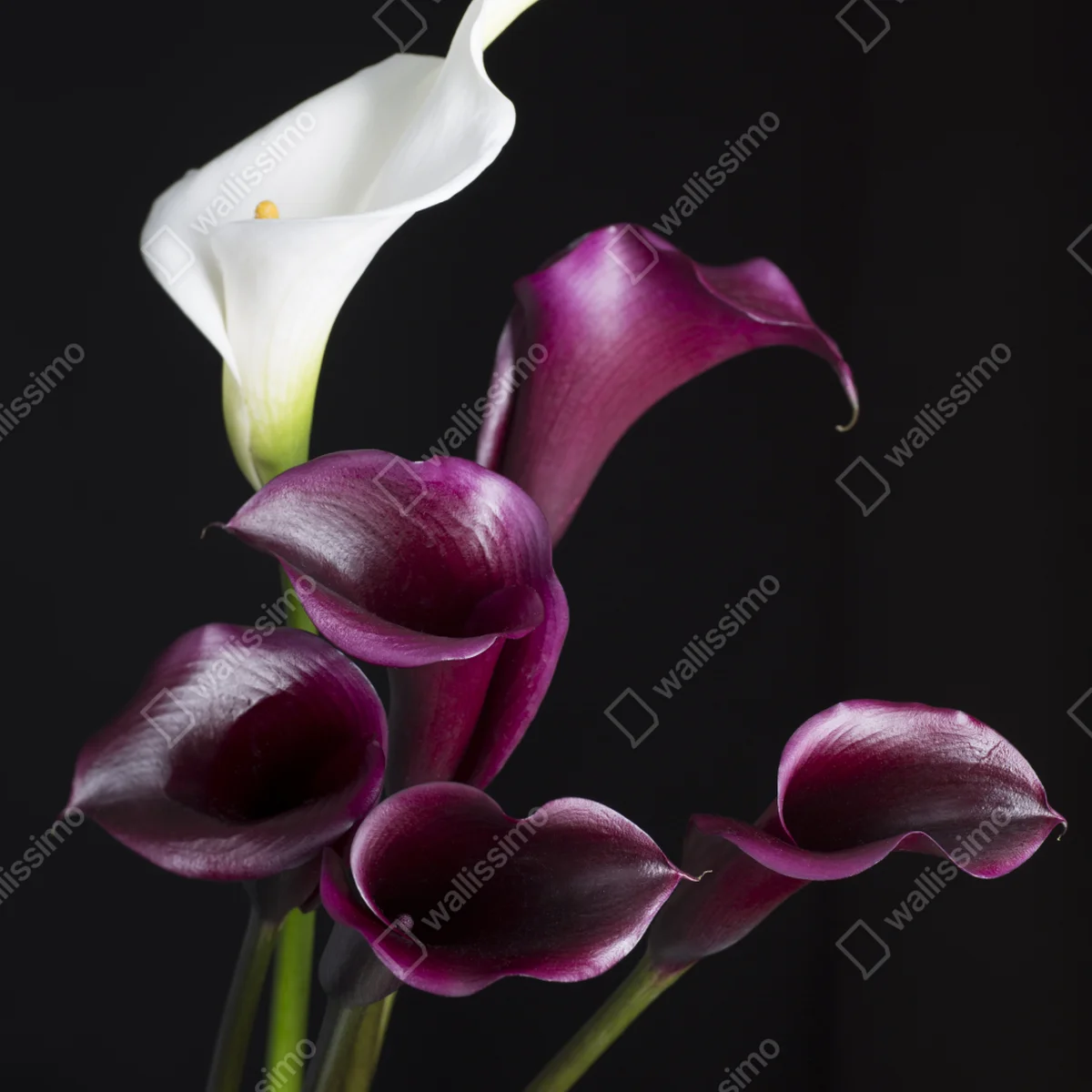 Fensteraufkleber elegante violette und weiße callas Fensteraufkleber elegante violette und weiße callas