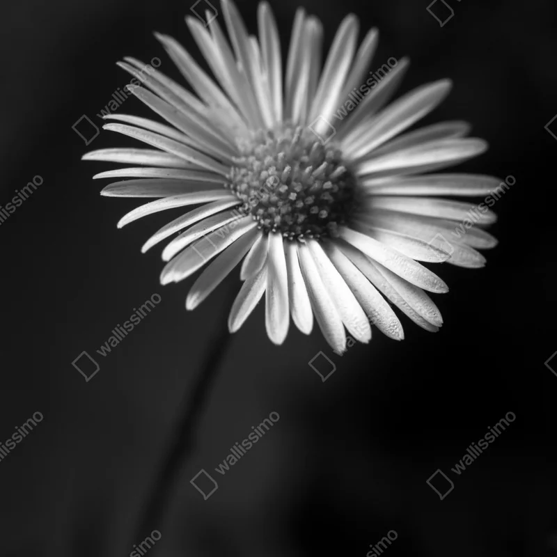 Poster monochromes gänseblümchen nahaufnahme Poster monochromes gänseblümchen nahaufnahme