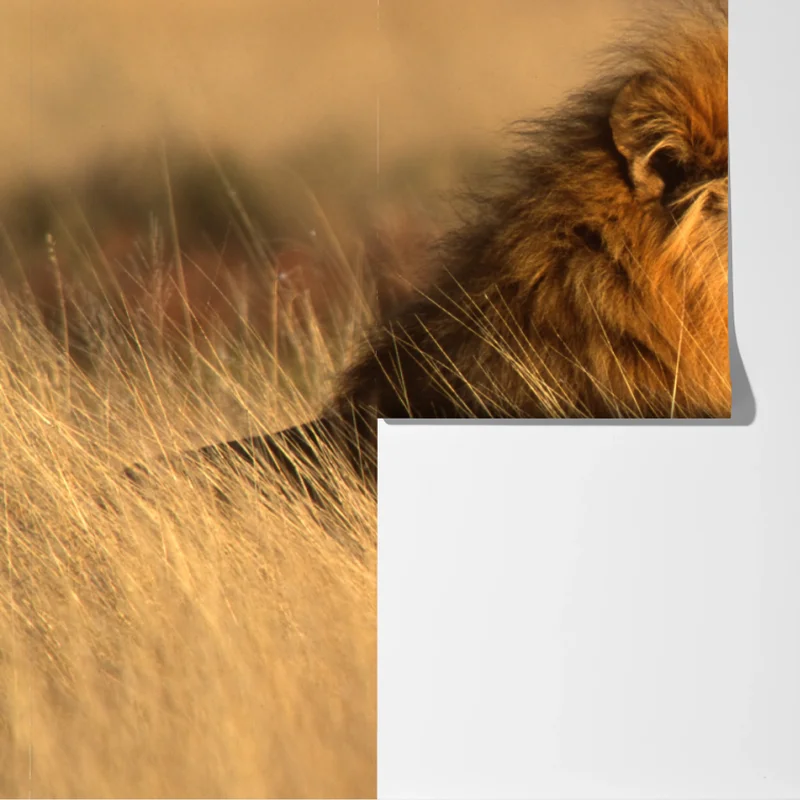 Fototapete majestätischer löwe im hohen gras Fototapete majestätischer löwe im hohen gras