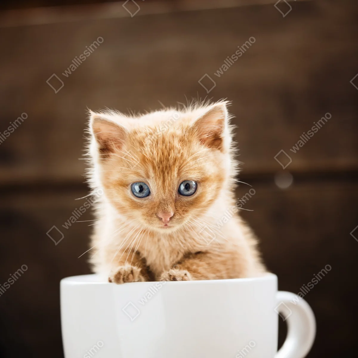 Schrankaufkleber rötliches kätzchen in einer teetasse Schrankaufkleber rötliches kätzchen in einer teetasse