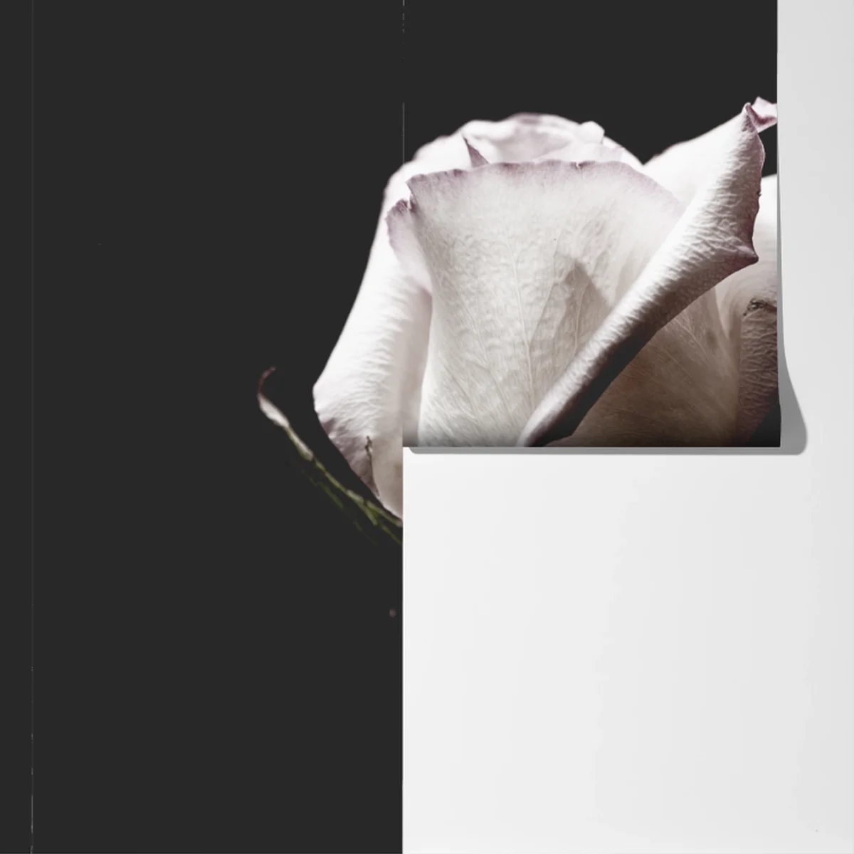 Fototapeta biały róż na czarnym tle Fototapeta biały róż na czarnym tle