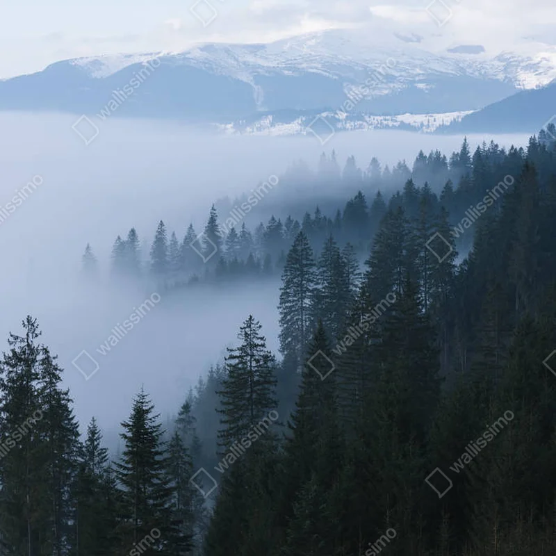 Poster Morgennebel in den Bergen. Frühlingslandschaft mit Fichtenwald • Poster bei Wallnifity® Poster Morgennebel in den Bergen. Frühlingslandschaft mit Fichtenwald • Poster bei Wallnifity®