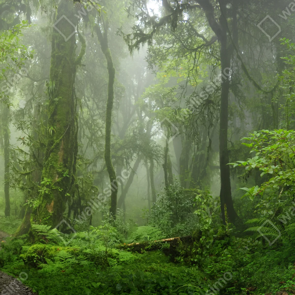 Fensteraufkleber nebliger tropischer dschungelpfad Fensteraufkleber nebliger tropischer dschungelpfad