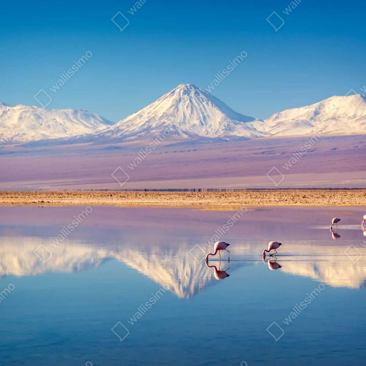 Poster Laguna Chaxa mit flamingos und Licancabur Poster Laguna Chaxa mit flamingos und Licancabur