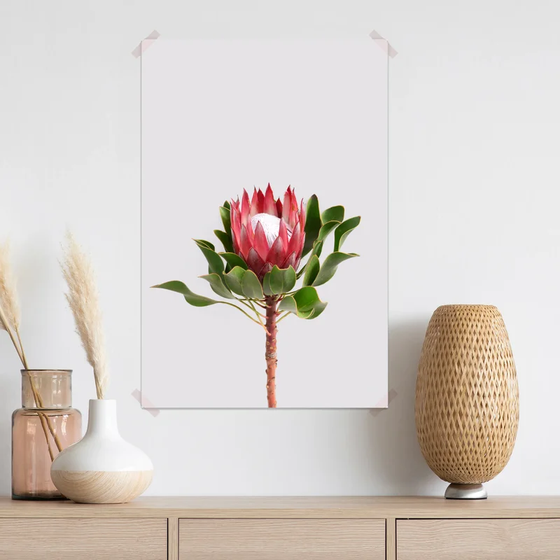 Poster rosa protea auf neutralem hintergrund Poster rosa protea auf neutralem hintergrund