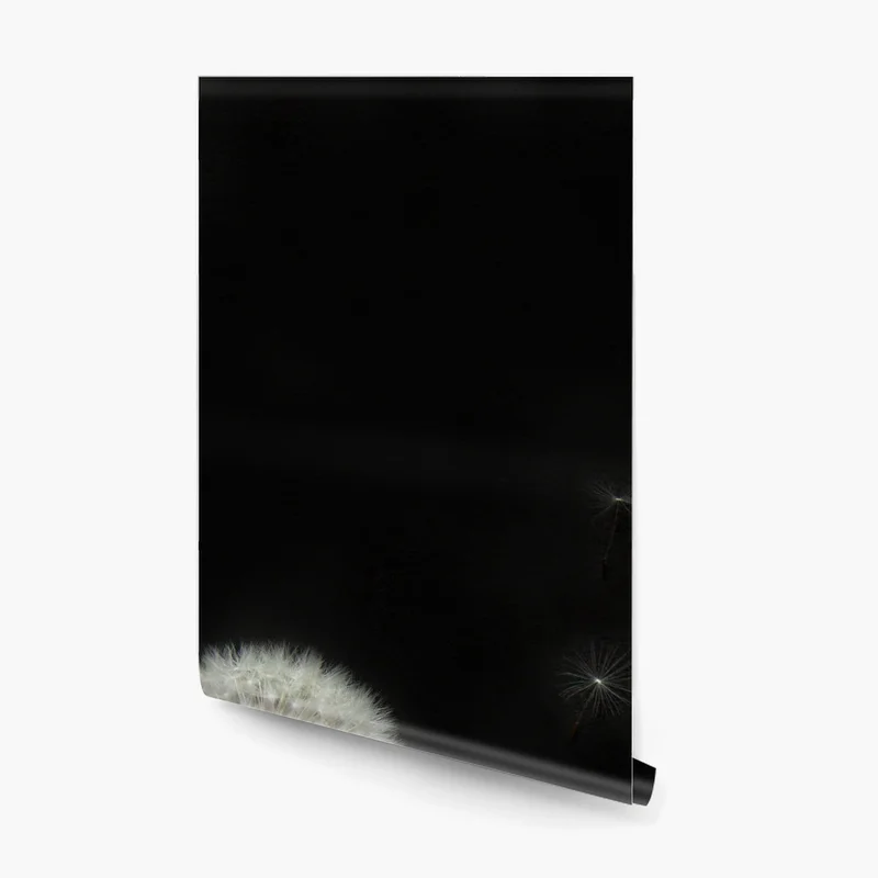 Fototapete zarte löwenzahnköpfe vor schwarzem hintergrund Fototapete zarte löwenzahnköpfe vor schwarzem hintergrund