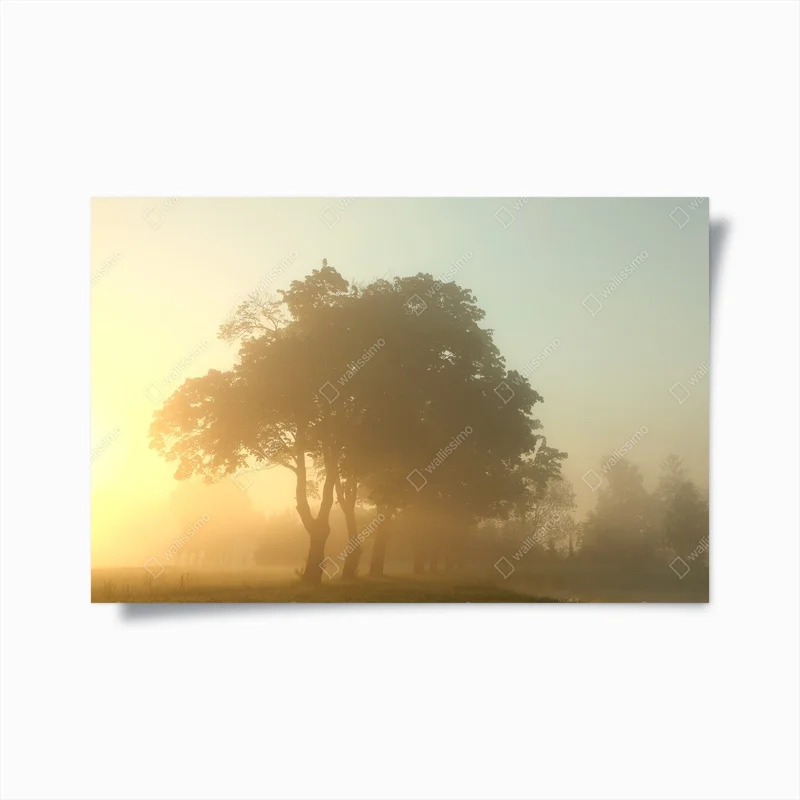 Poster Ahornbäume umgeben vom Morgennebel • Poster bei Wallnifity® Poster Ahornbäume umgeben vom Morgennebel • Poster bei Wallnifity®