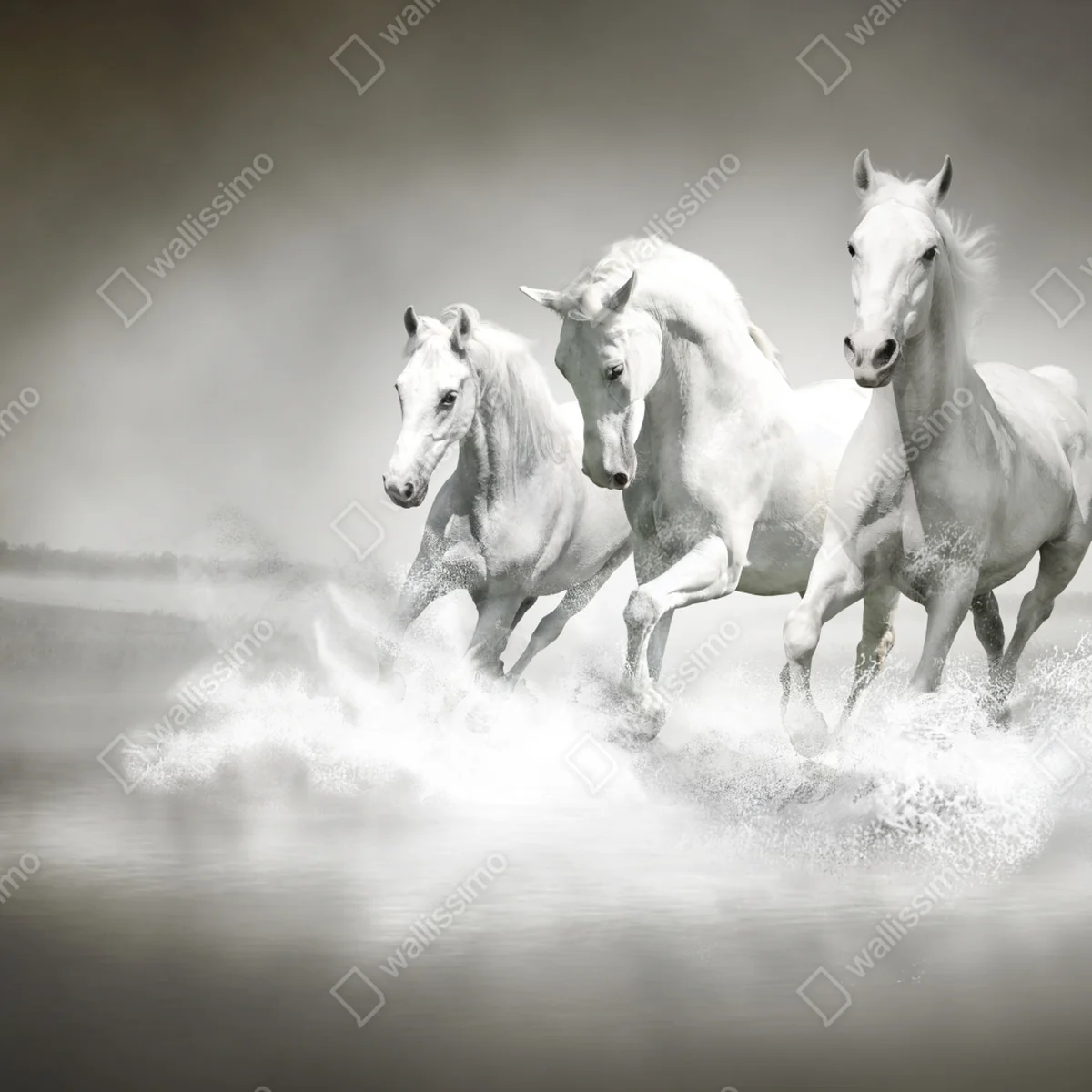 Fototapete drei weiße pferde im galopp durch wasser Fototapete drei weiße pferde im galopp durch wasser