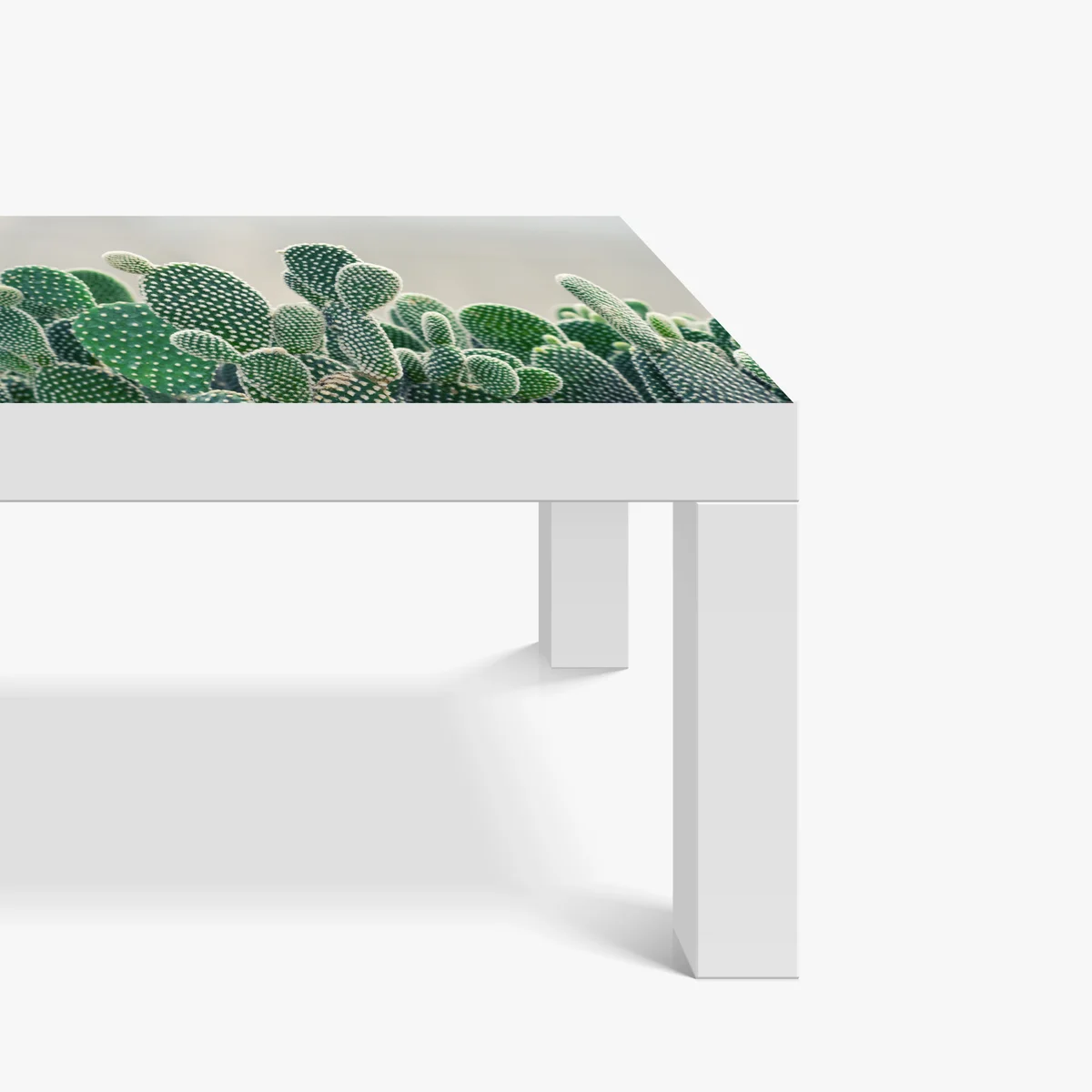 Tischaufkleber und Schreibtischaufkleber nahaufnahme eines opuntienkaktus Tischaufkleber und Schreibtischaufkleber nahaufnahme eines opuntienkaktus