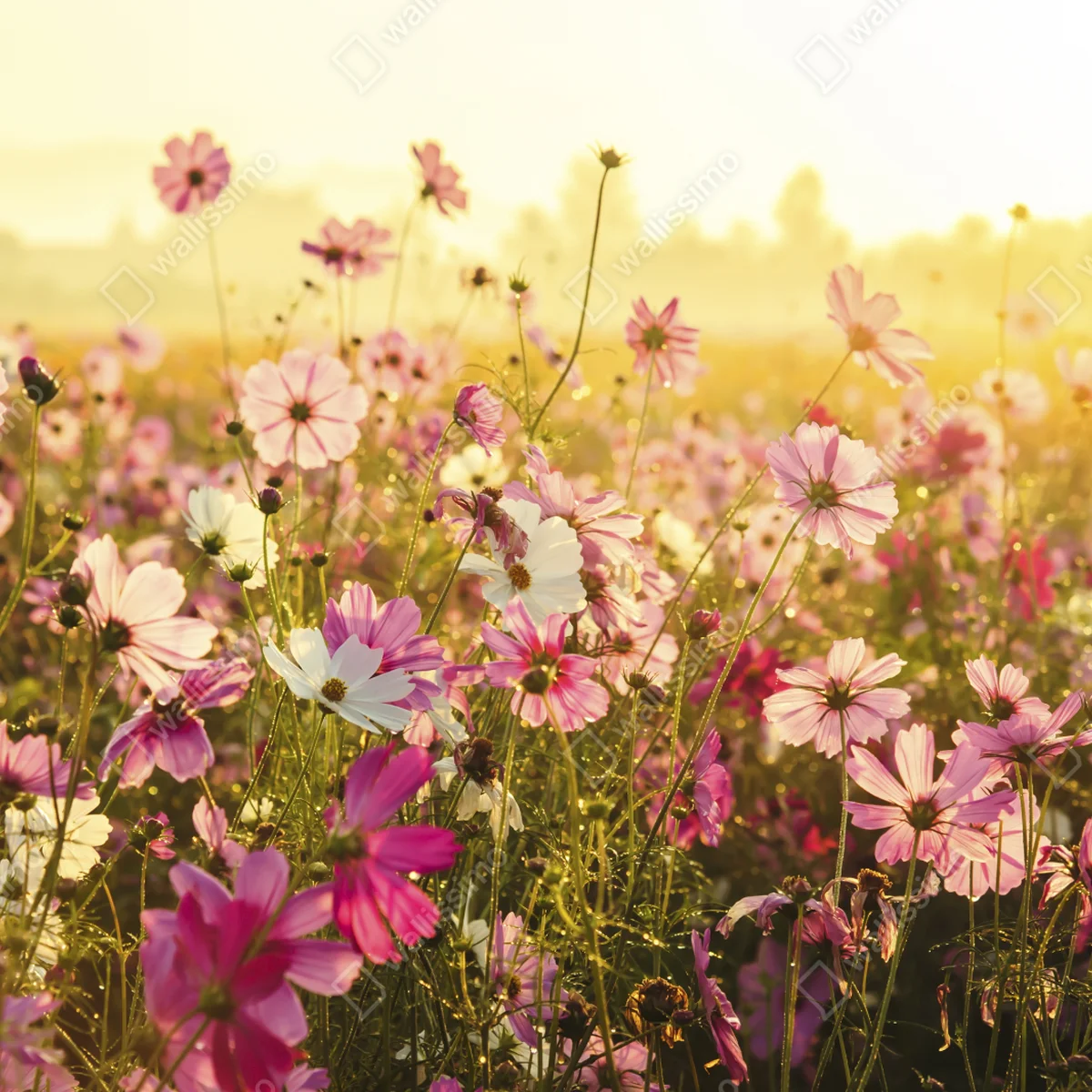 Poster rosa kosmeenwiese im morgenlicht • Poster bei Wallnifity® Poster rosa kosmeenwiese im morgenlicht • Poster bei Wallnifity®