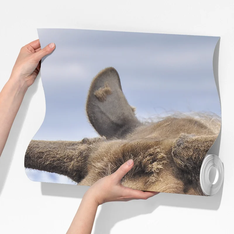 Fototapete majestätisches elchporträt in freier natur Fototapete majestätisches elchporträt in freier natur