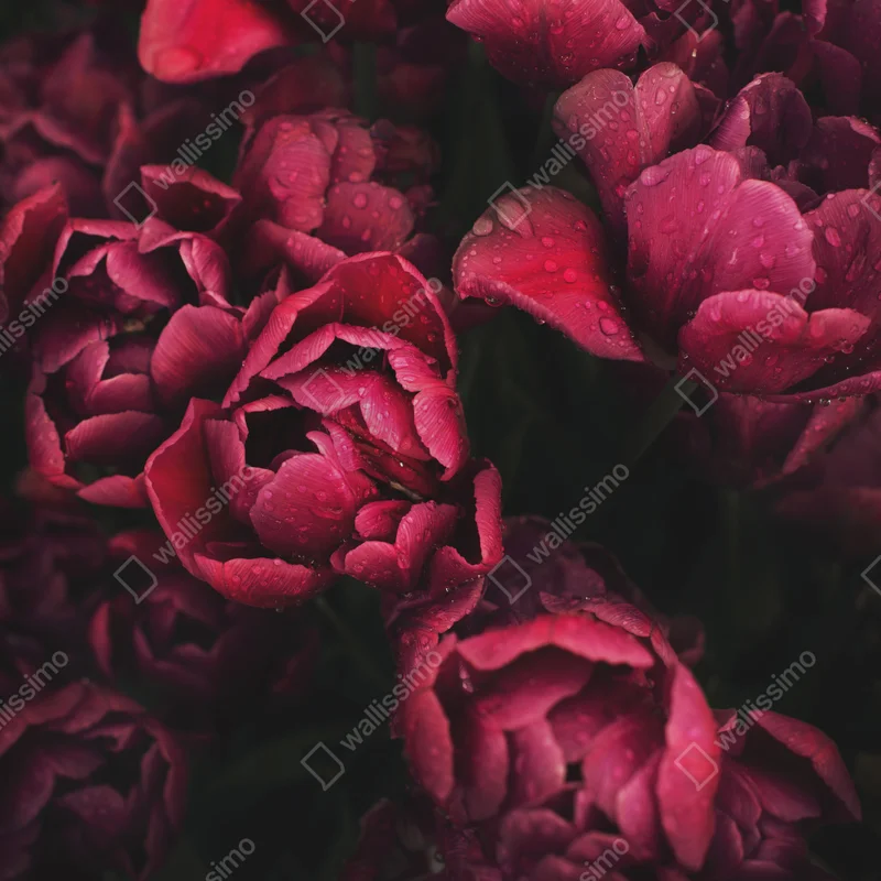 Fototapete tiefrote blüten mit wassertropfen Fototapete tiefrote blüten mit wassertropfen