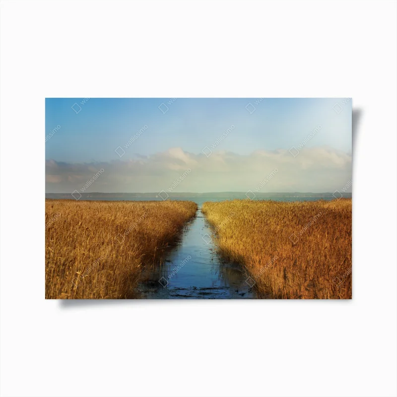 Poster goldenes schilf und ruhiger wasserweg • Poster bei Wallnifity® Poster goldenes schilf und ruhiger wasserweg • Poster bei Wallnifity®