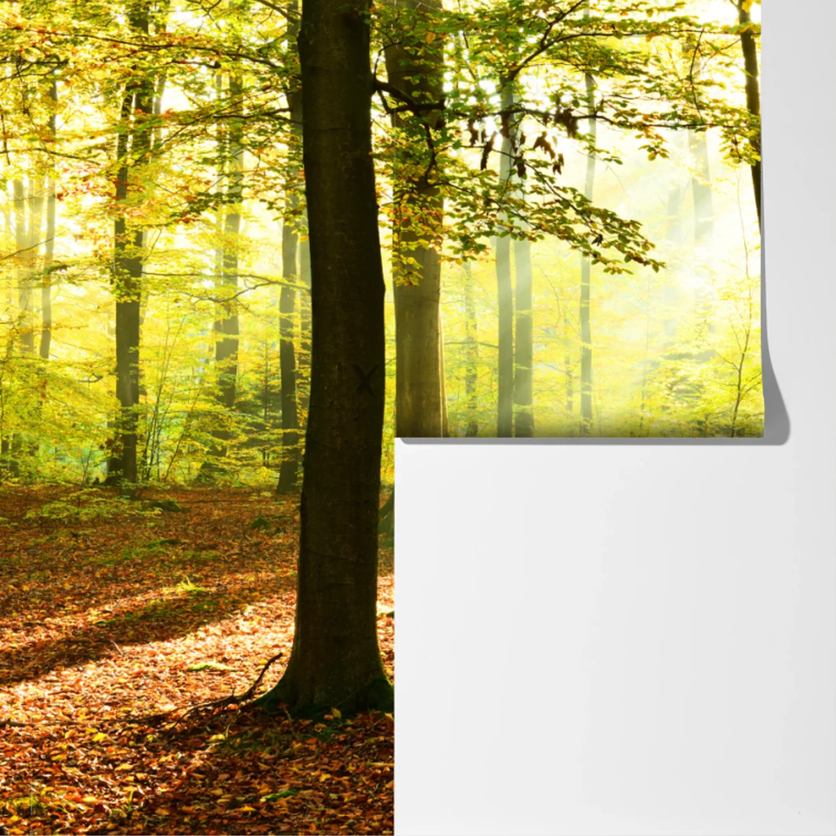 Fototapete goldener herbstwald am morgen Fototapete goldener herbstwald am morgen