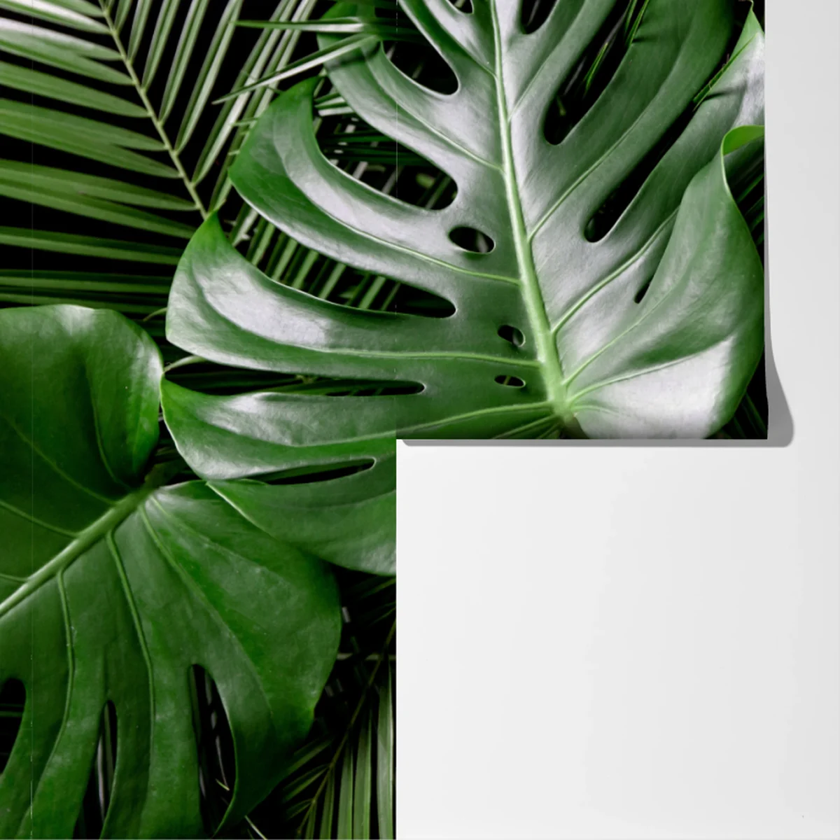Fototapete üppige monstera-blätter Fototapete üppige monstera-blätter